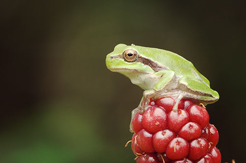 Dieren spotten