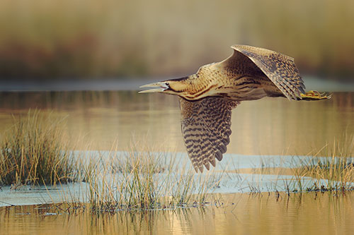 Topnatuur